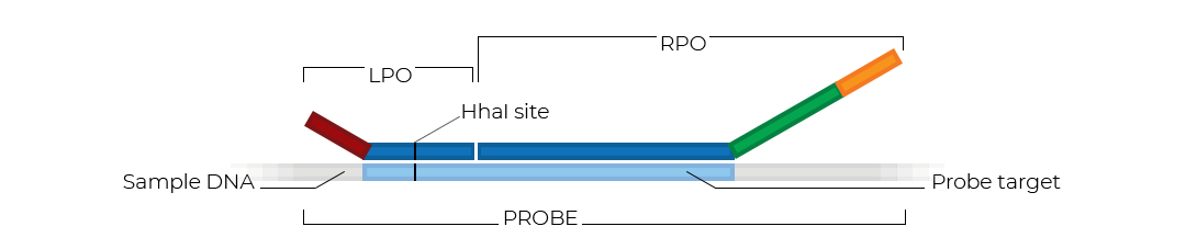 Schematic of an MS-MLPA probe.