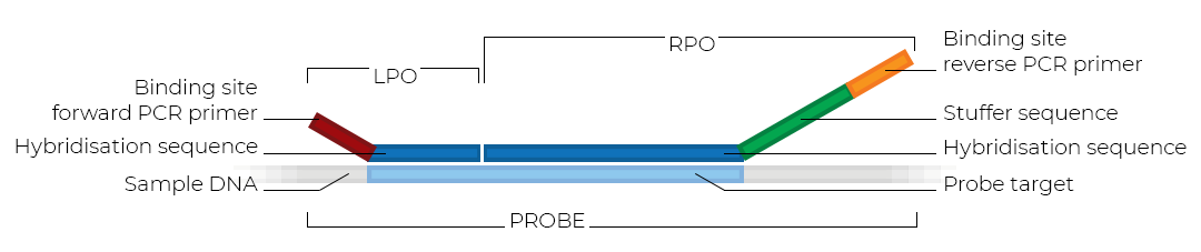 Schematic of an MLPA probe.